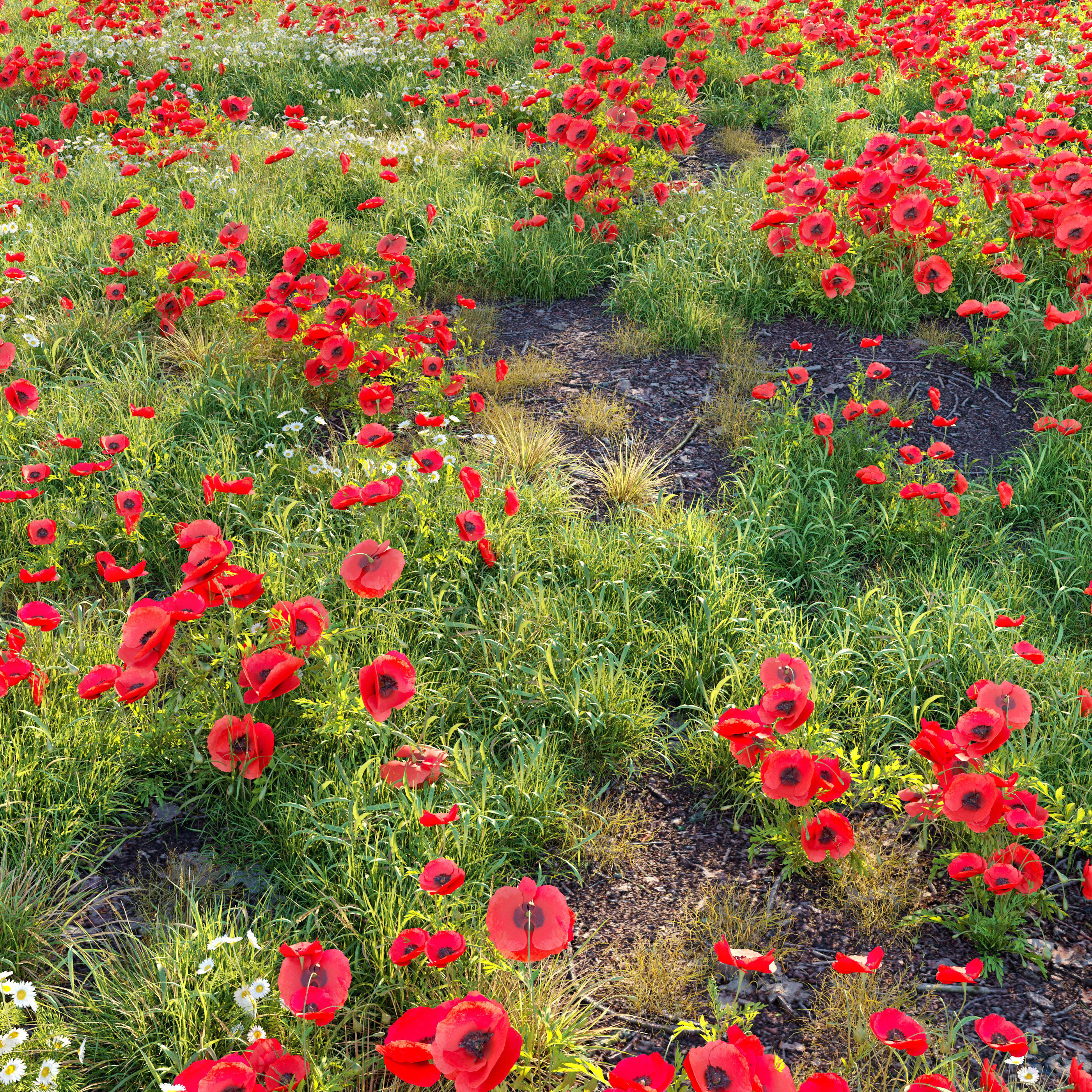 Poppy flower field 3D model_1