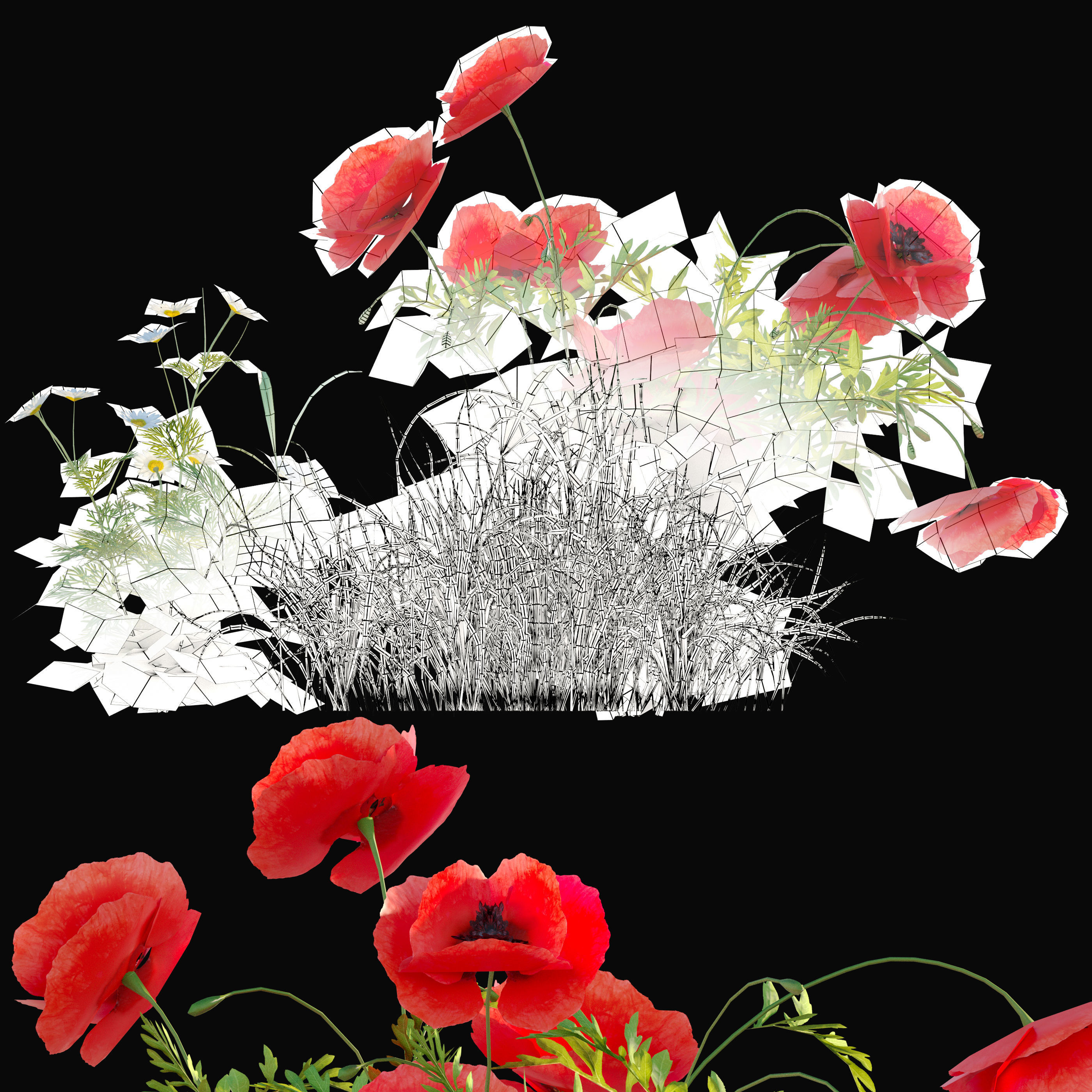 Poppy flower field 3D model_4