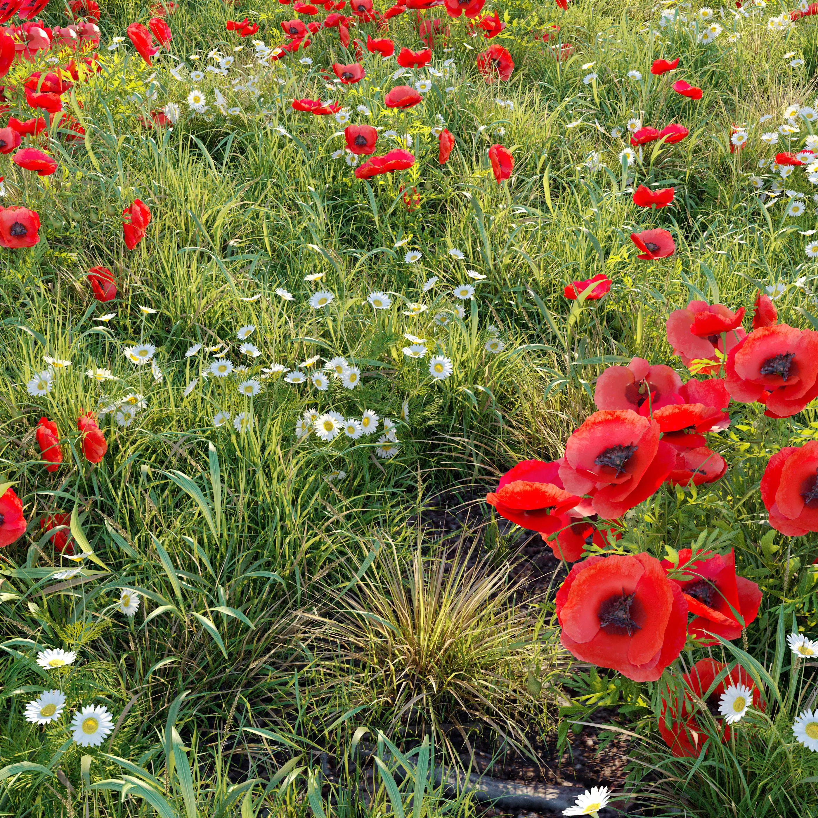 Poppy flower field 3D model_0