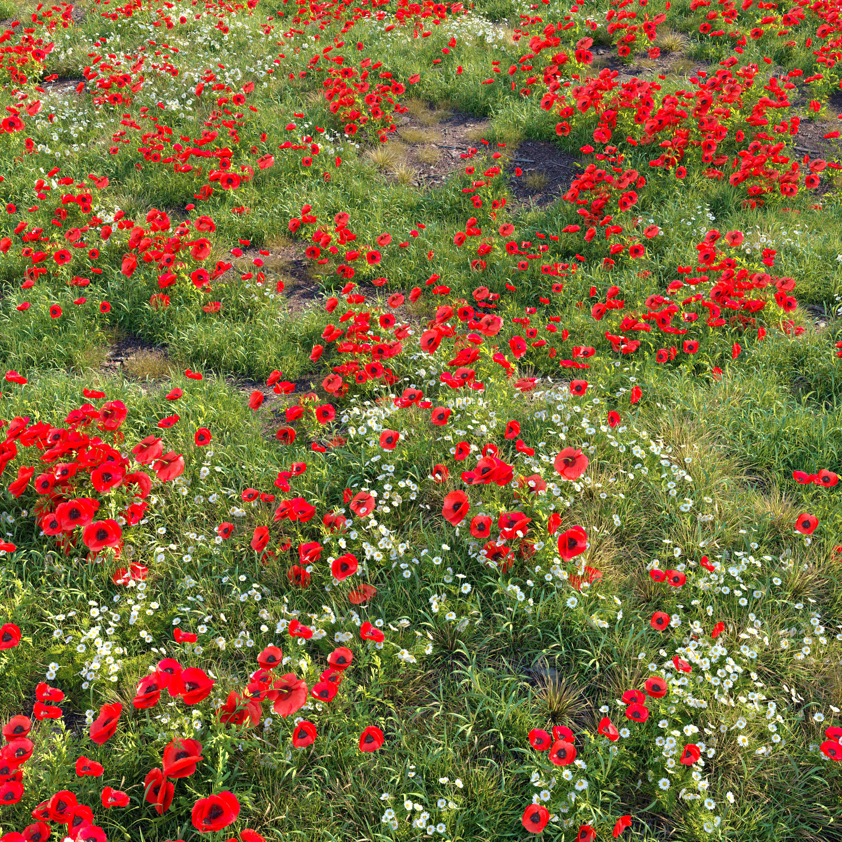 Poppy flower field 3D model_2