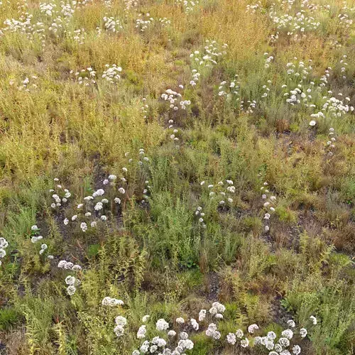 Meadow 10 3D model