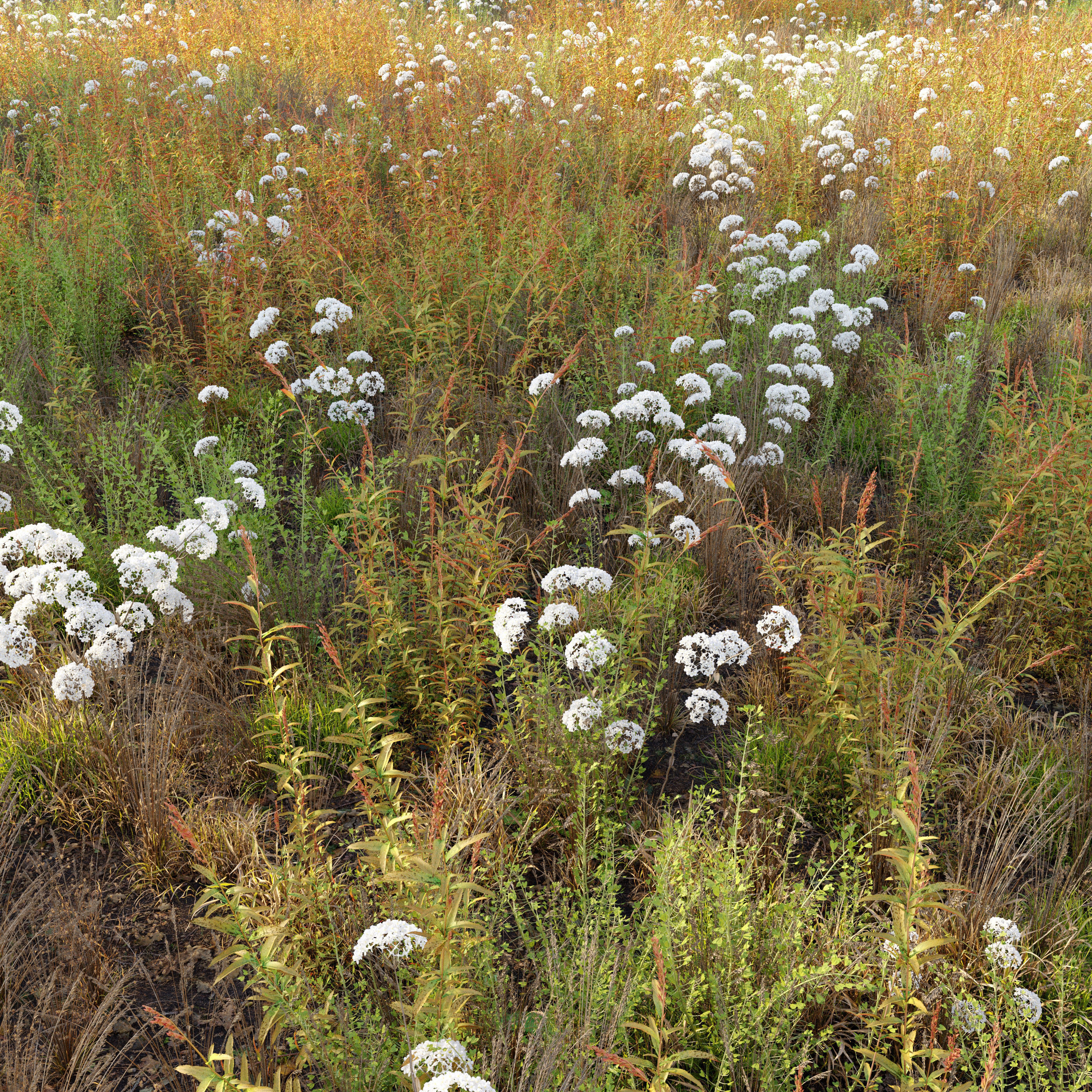 Meadow 10 3D model_1