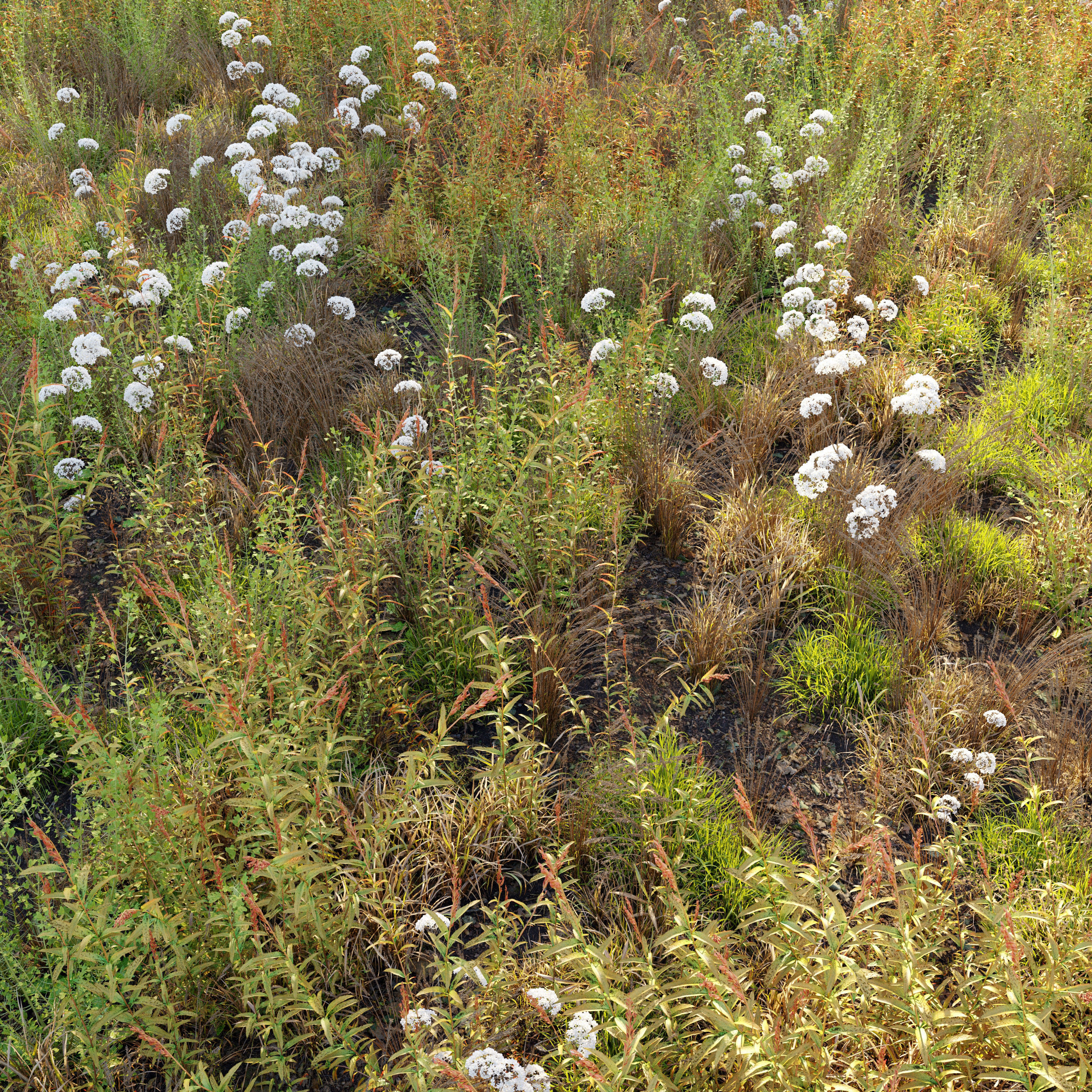 Meadow 10 3D model_2