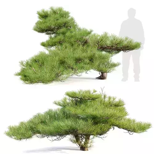 Pinus Pentaphylla 02