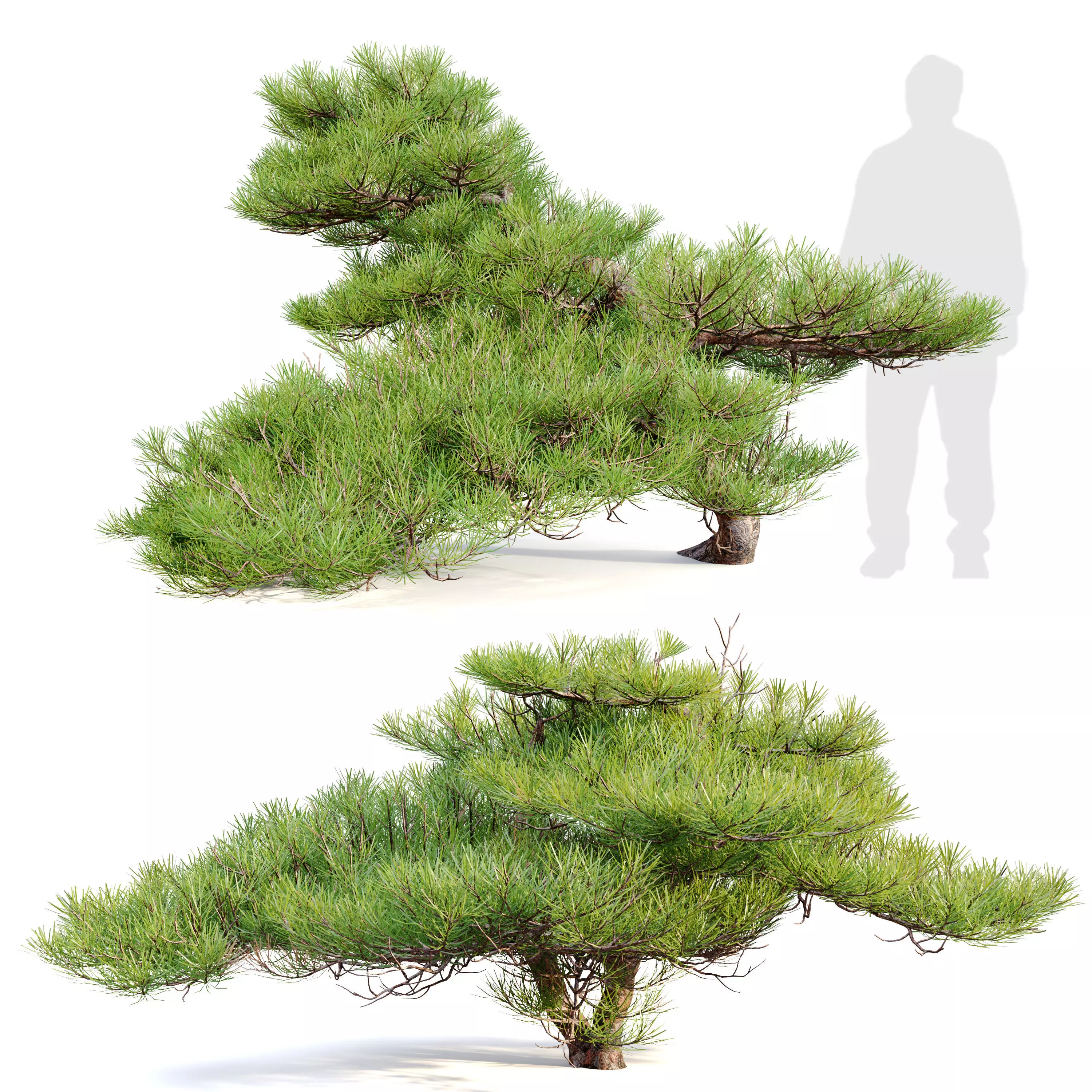 Pinus Pentaphylla 02 3D model_0