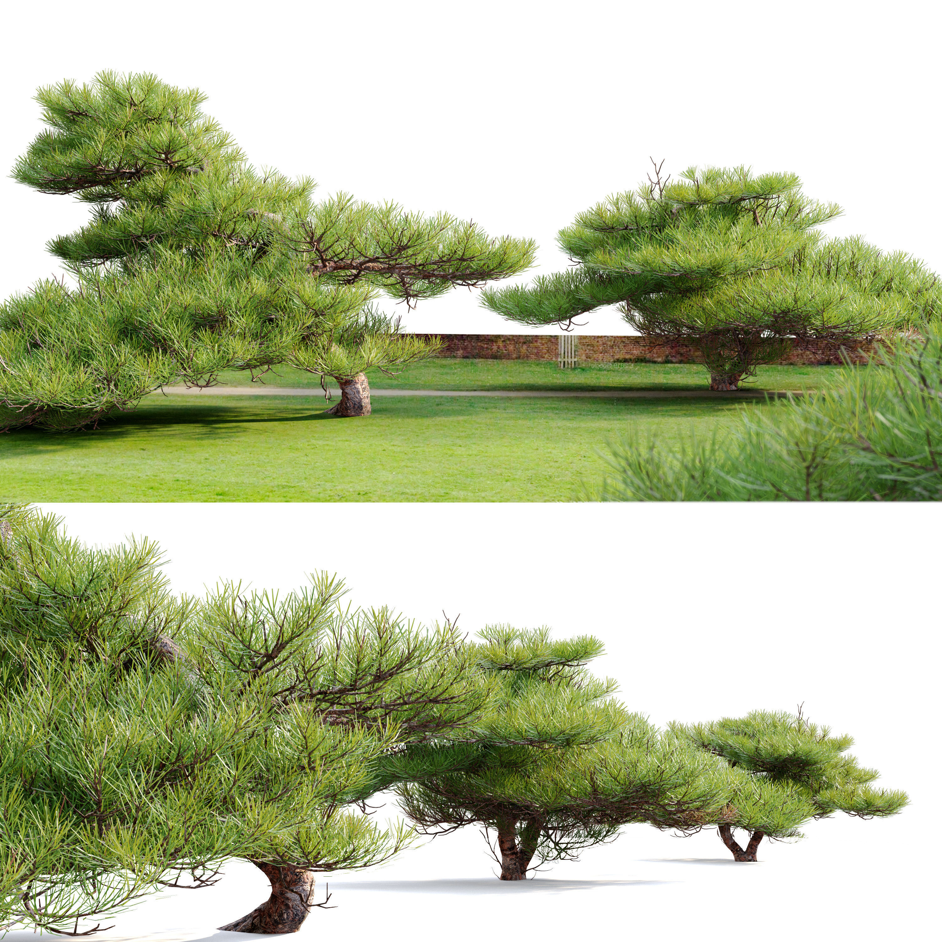 Pinus Pentaphylla 02 3D model_1