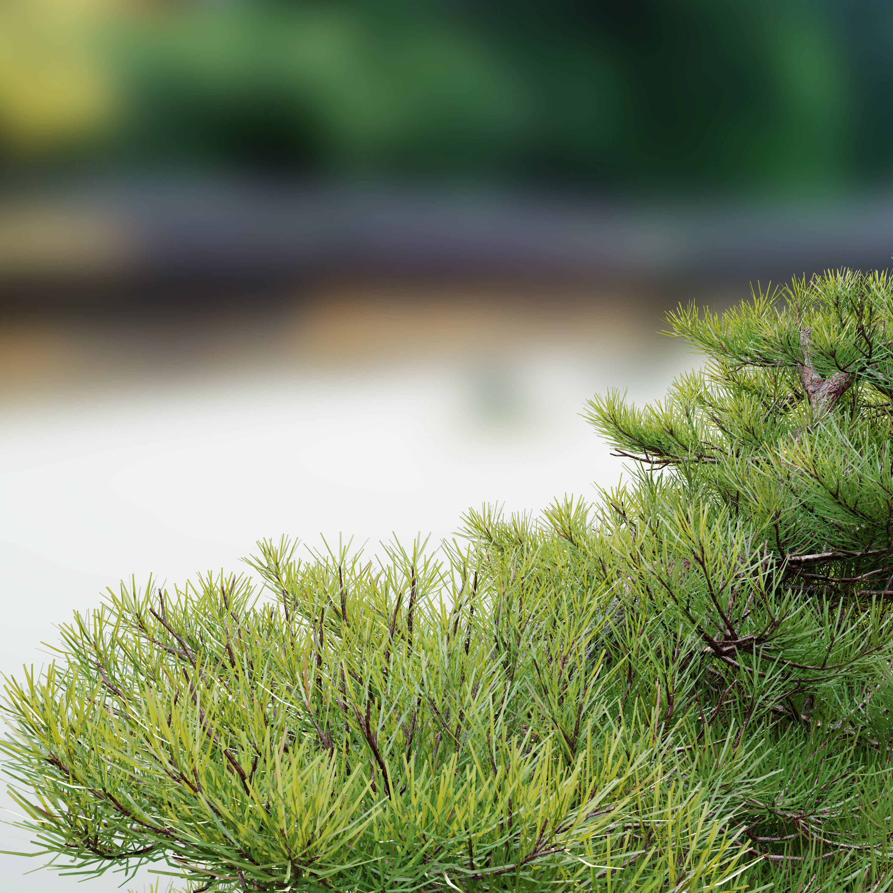 Pinus Pentaphylla 02 3D model_2