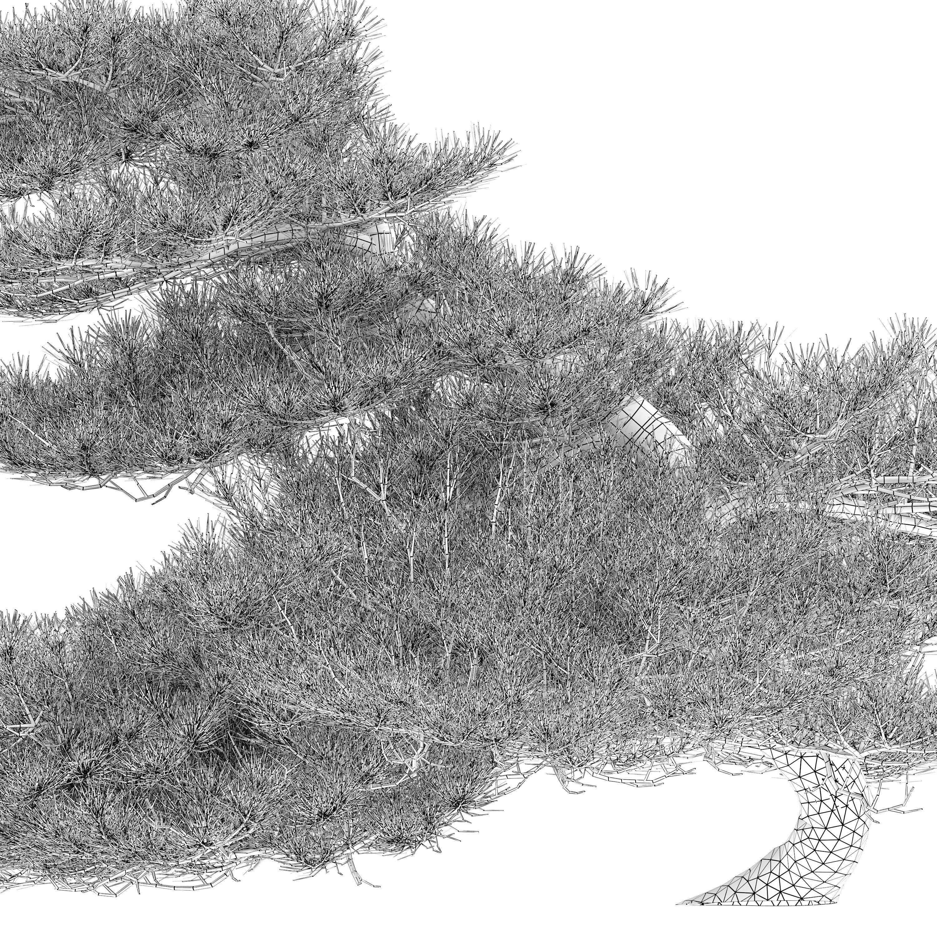 Pinus Pentaphylla 02 3D model_3