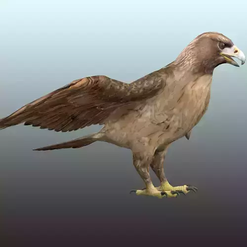 Golden Eagle  Low-poly 3D model