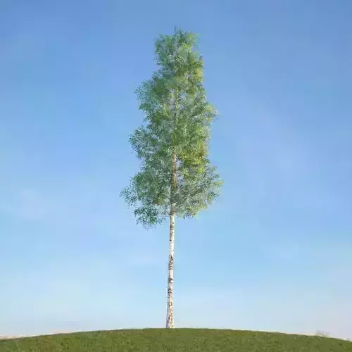 Green Leafy Ulmus Tree