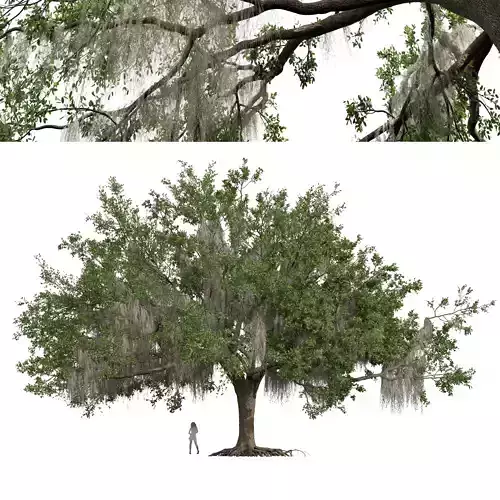New Plant High detail Angel Oak Live Tree Spanish Moss Fractal 3D model