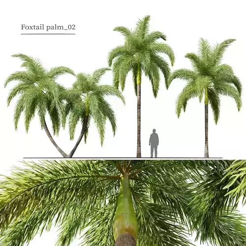Foxtail Palm 02