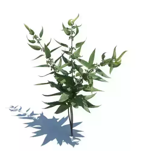 Urtica Dioica   Common Nettle 3D model