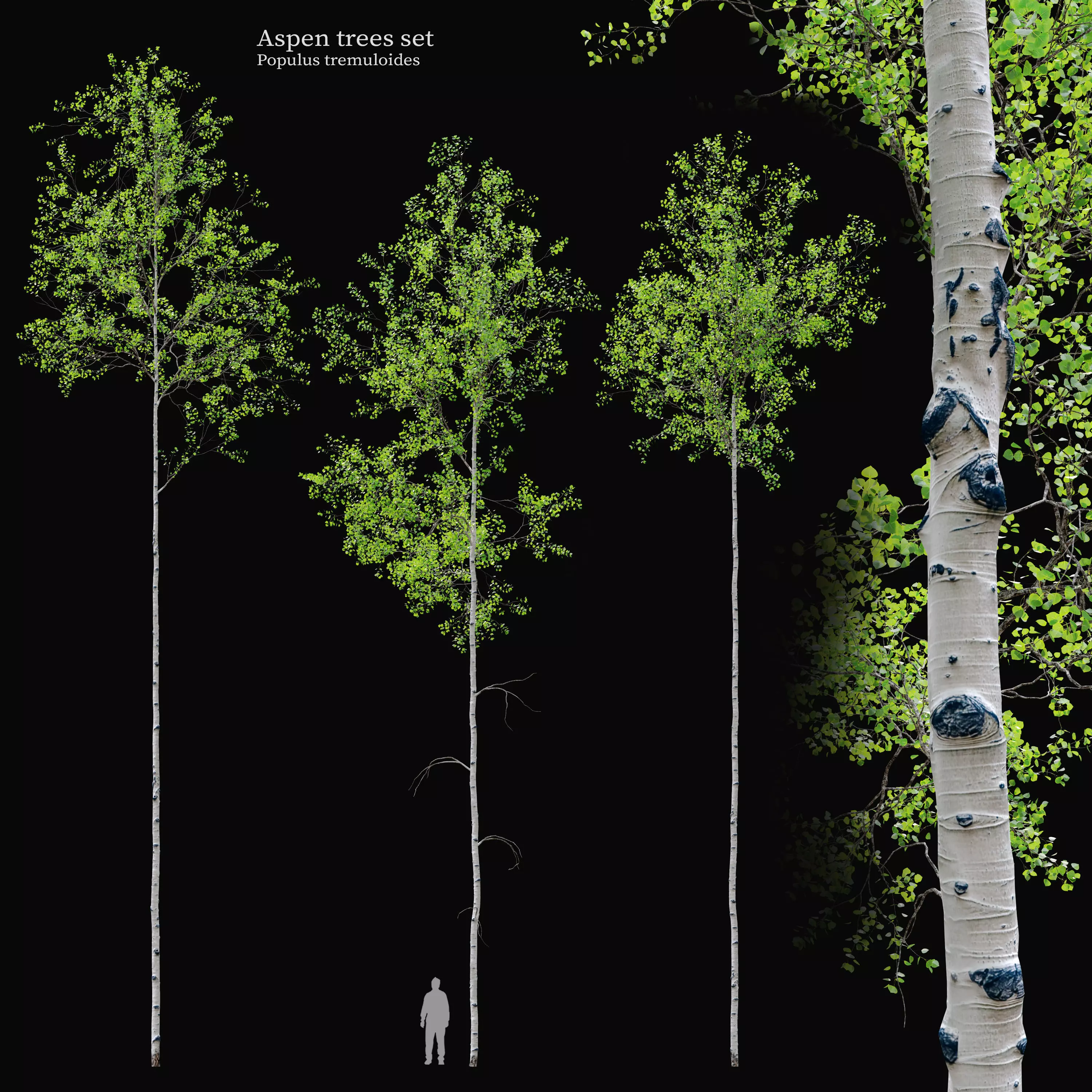 Aspen tree set 01 3D model
