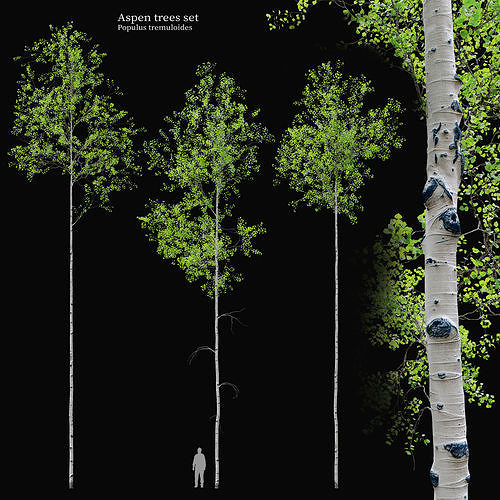 Aspen tree set 01 3D model