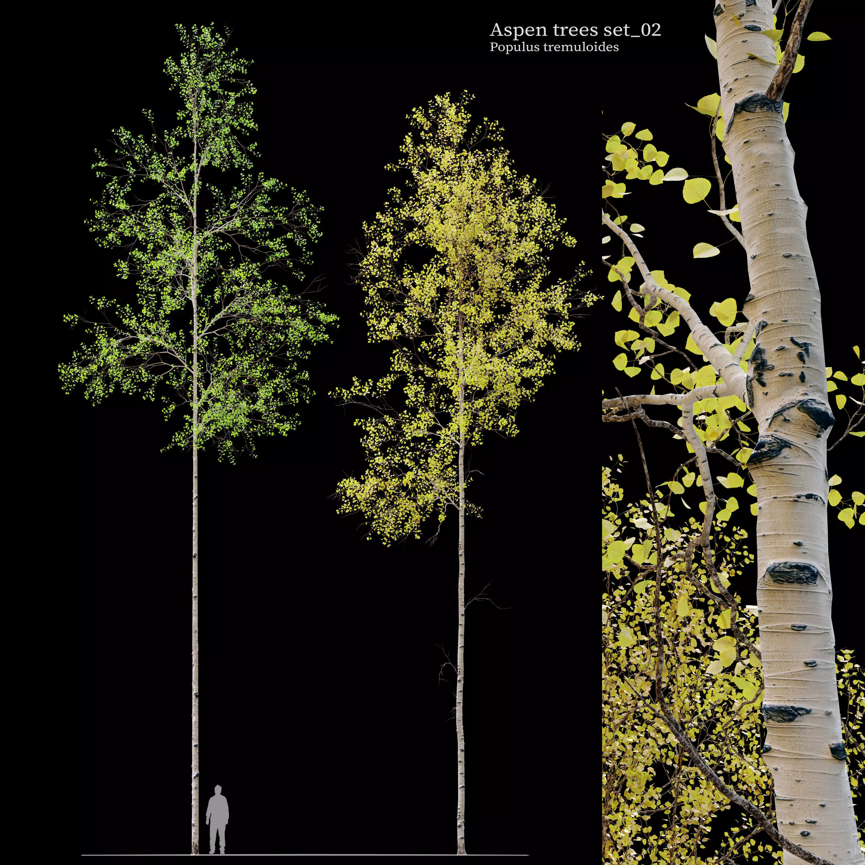 Aspen tree set 02 3D model