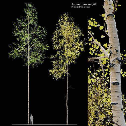 Aspen tree set 02 3D model