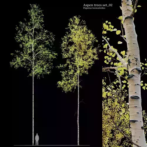 Aspen tree set 02