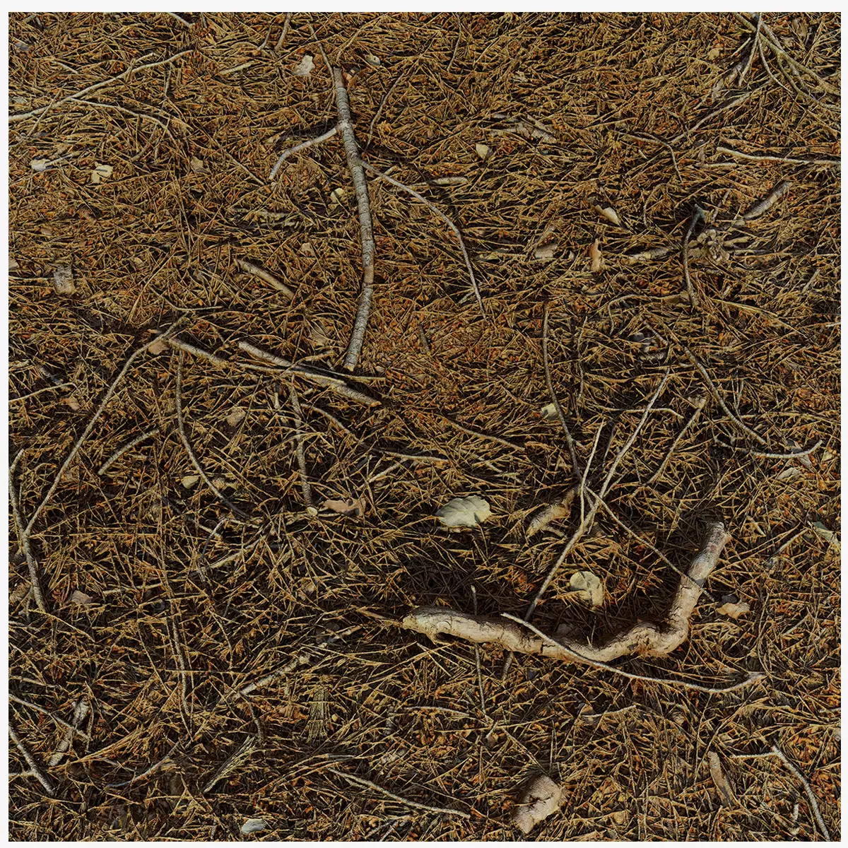 Forestground01 pile of pine needles 3D model_0