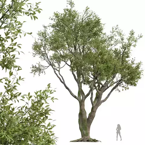 New Plant High detail Angel Oak Live Tree 3D model