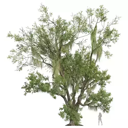 New Plant High detail Angel Oak Live Tree Spanish Moss02 3D model