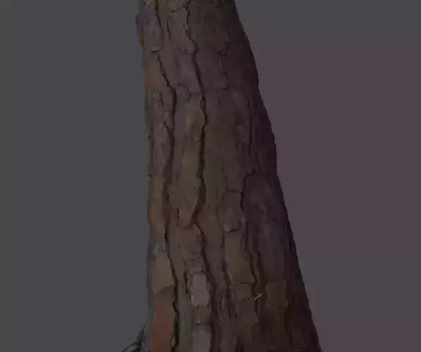 Treebark08 tree stump