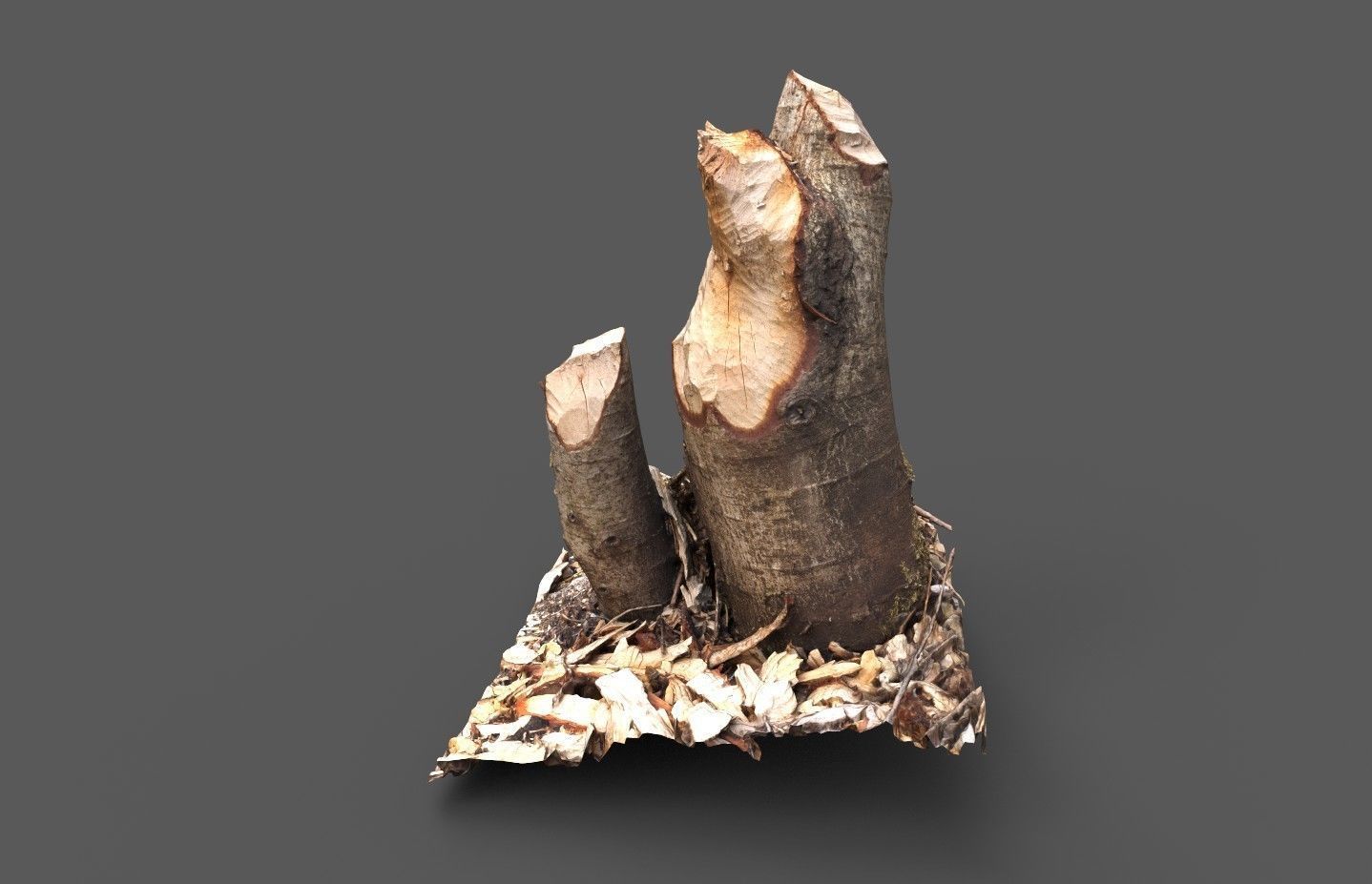Beaver bitten willow tree stumps pack 3D model_13