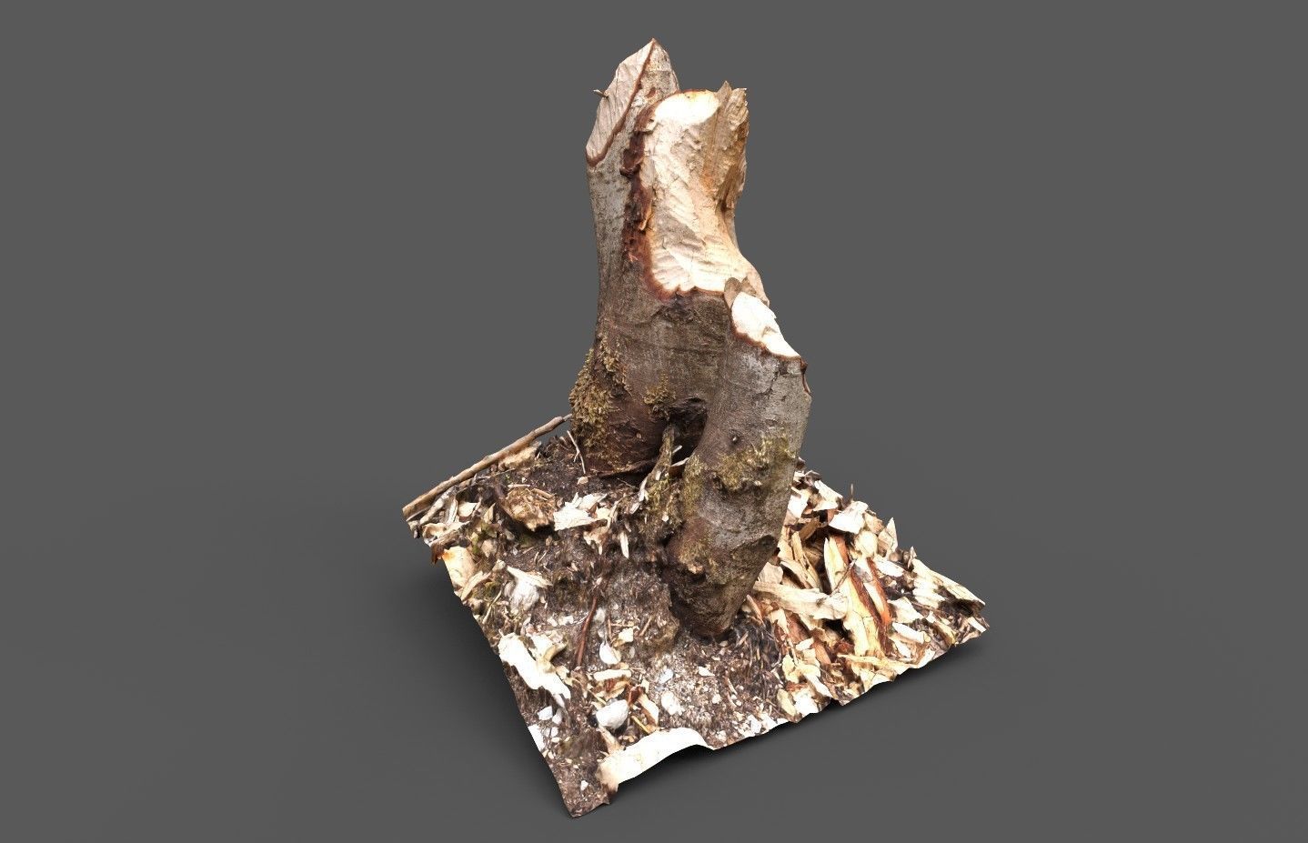 Beaver bitten willow tree stumps pack 3D model_11