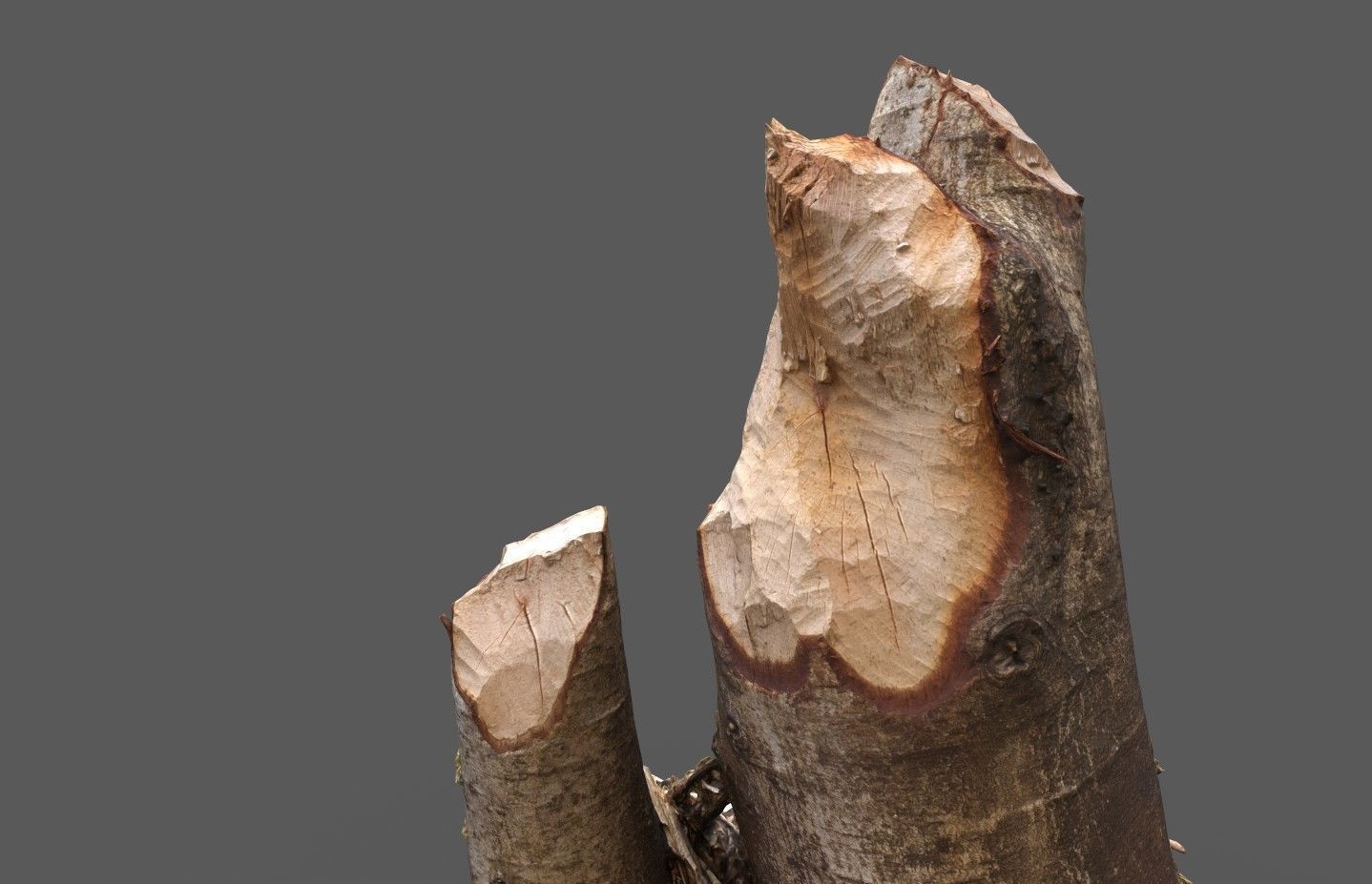 Beaver bitten willow tree stumps pack 3D model_17