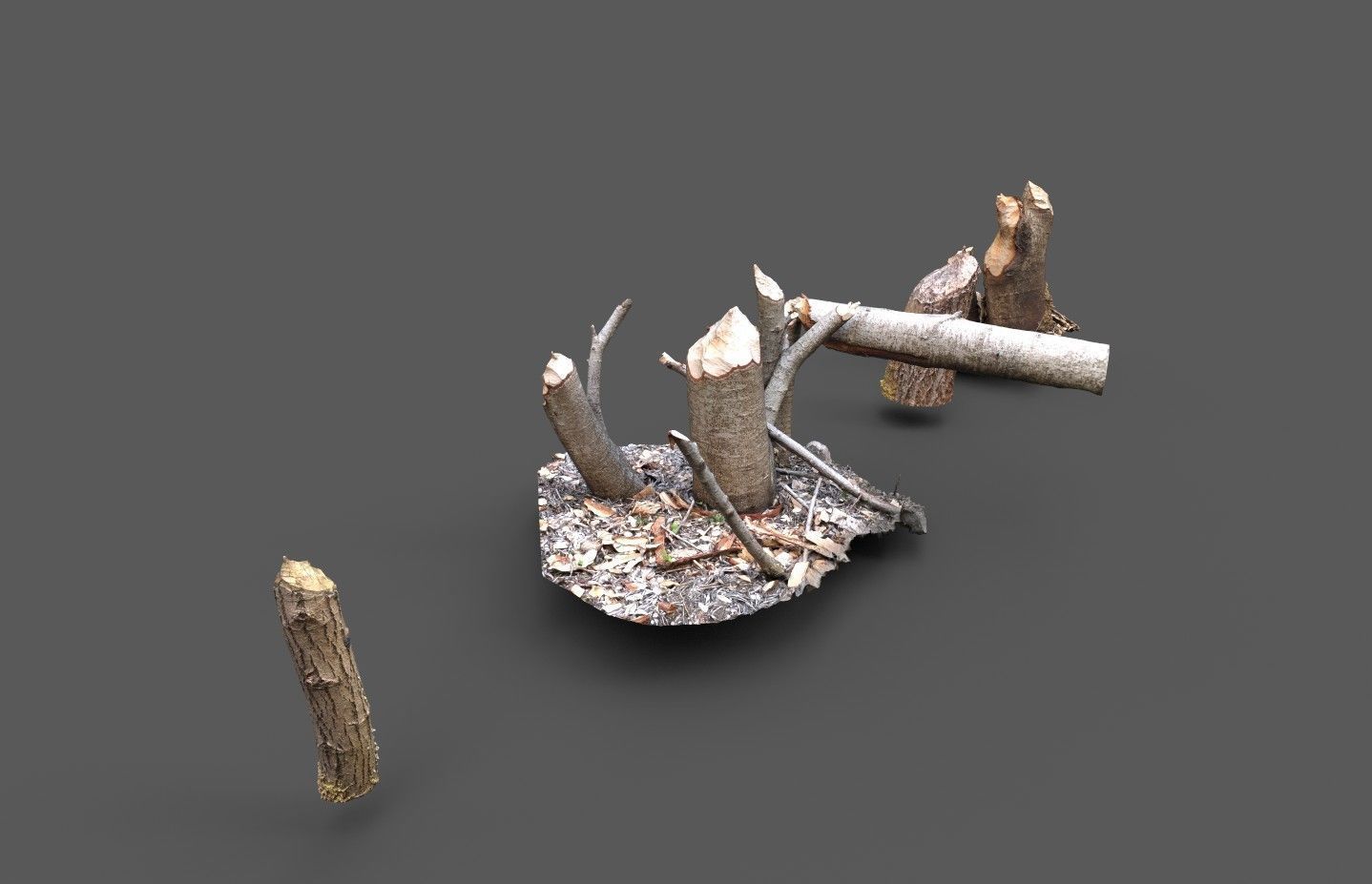 Beaver bitten willow tree stumps pack 3D model_4