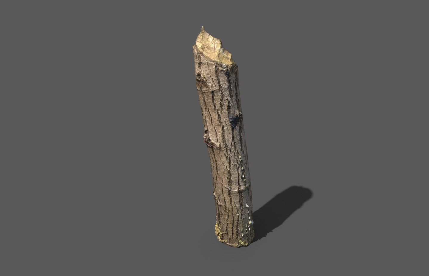 Beaver bitten willow tree stumps pack 3D model_33