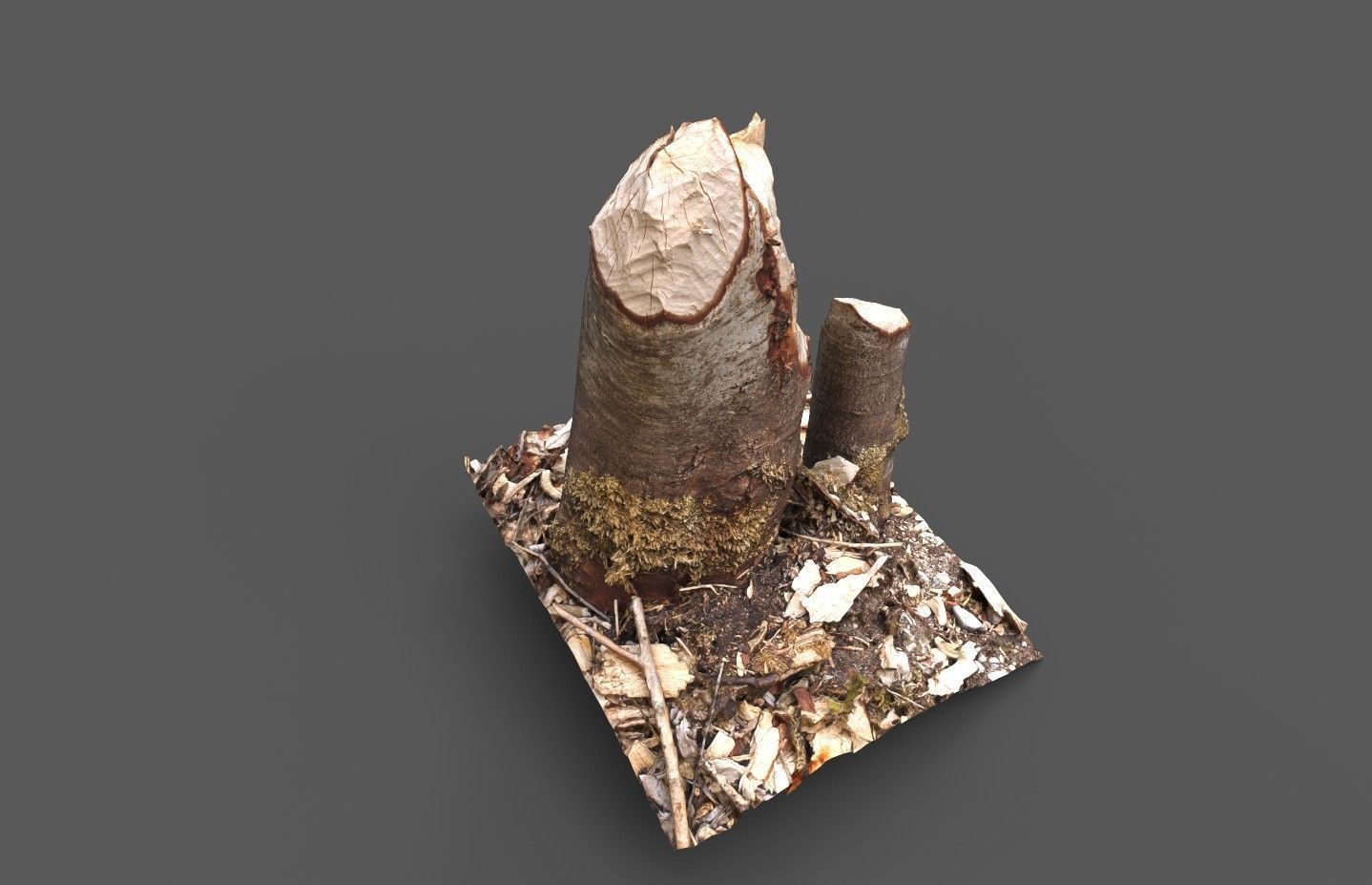 Beaver bitten willow tree stumps pack 3D model_15
