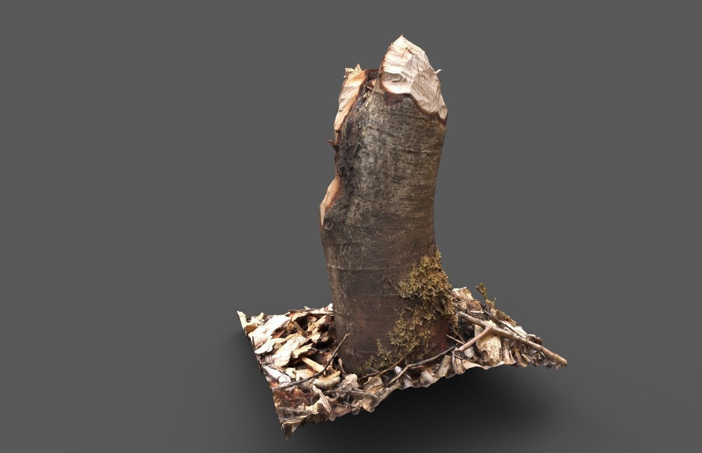 Beaver bitten willow tree stumps pack 3D model_14