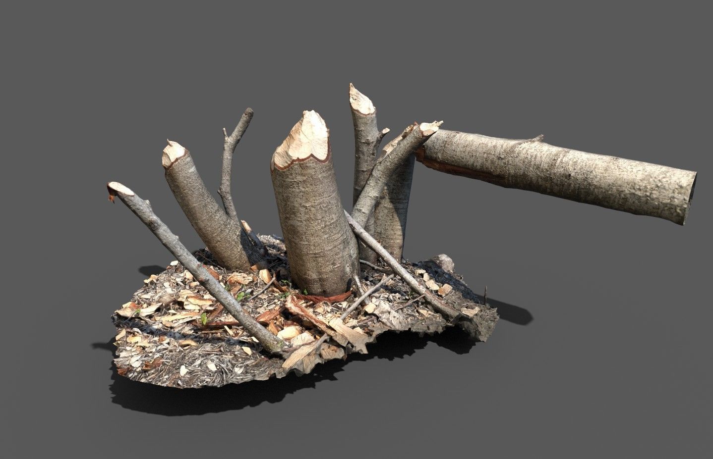 Beaver bitten willow tree stumps pack 3D model_26