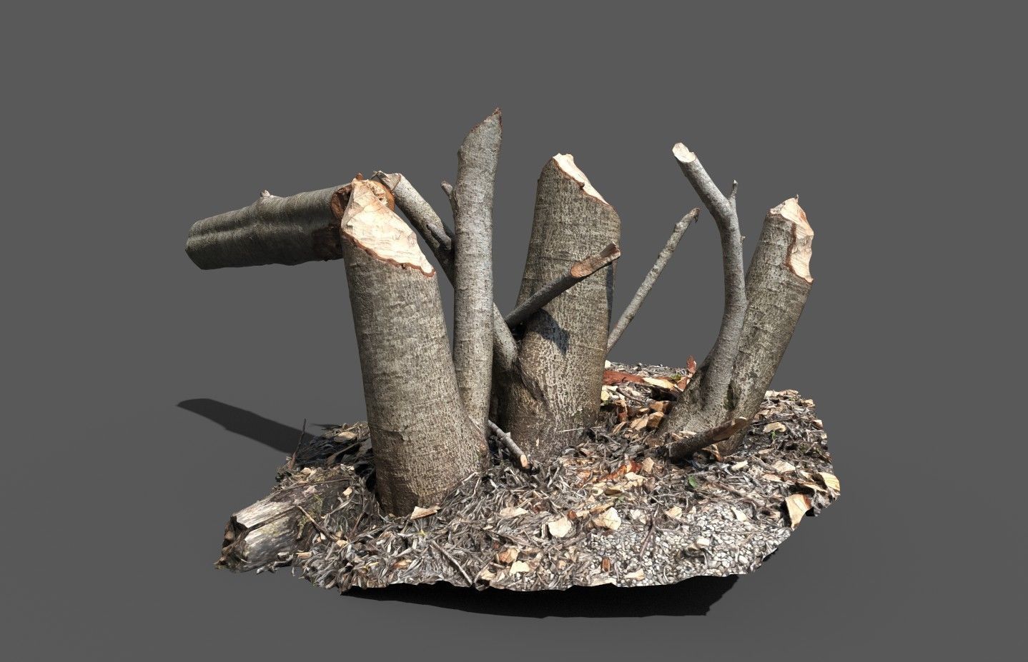 Beaver bitten willow tree stumps pack 3D model_29