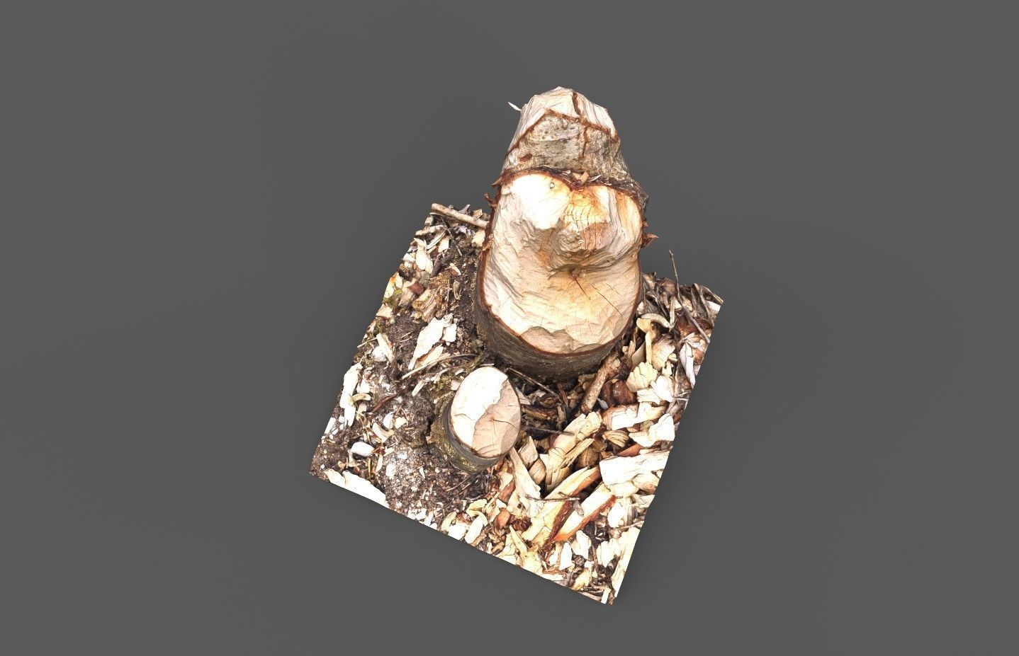 Beaver bitten willow tree stumps pack 3D model_16