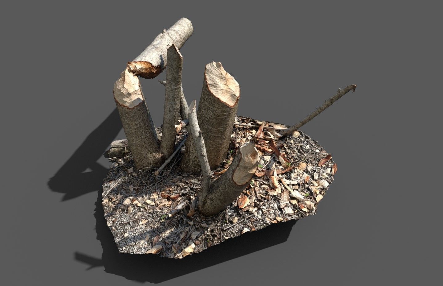 Beaver bitten willow tree stumps pack 3D model_24