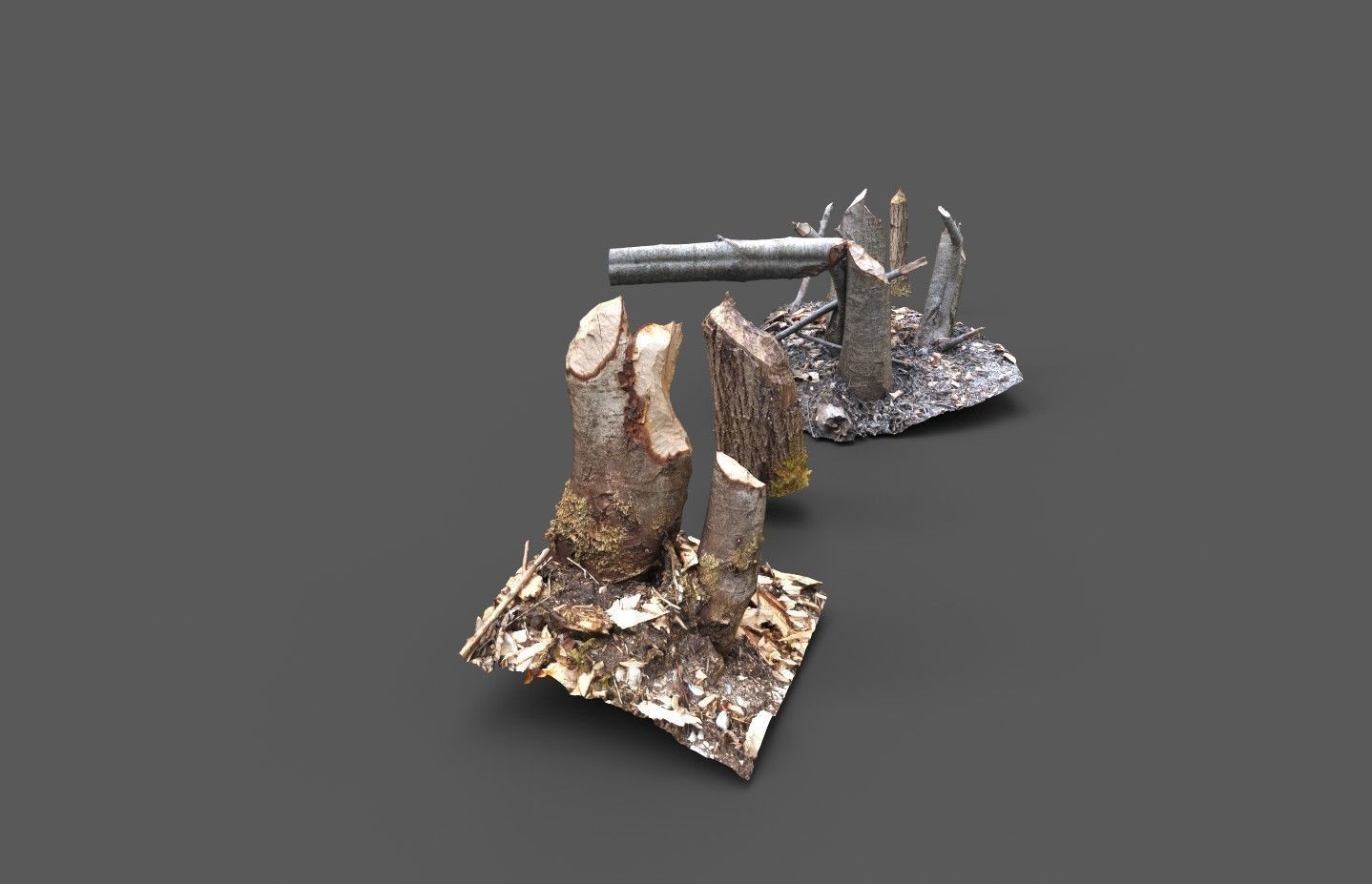 Beaver bitten willow tree stumps pack 3D model_7