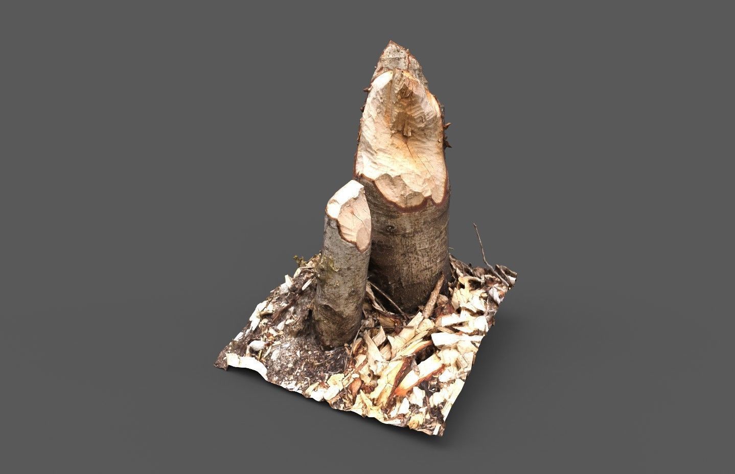 Beaver bitten willow tree stumps pack 3D model_12