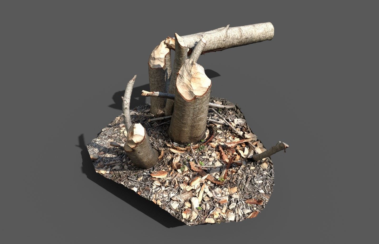 Beaver bitten willow tree stumps pack 3D model_25