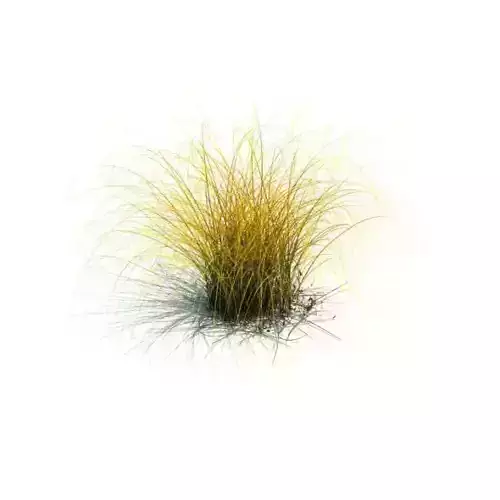 Green Carex Aurea Thicket 3D model