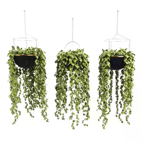 plants collection 27