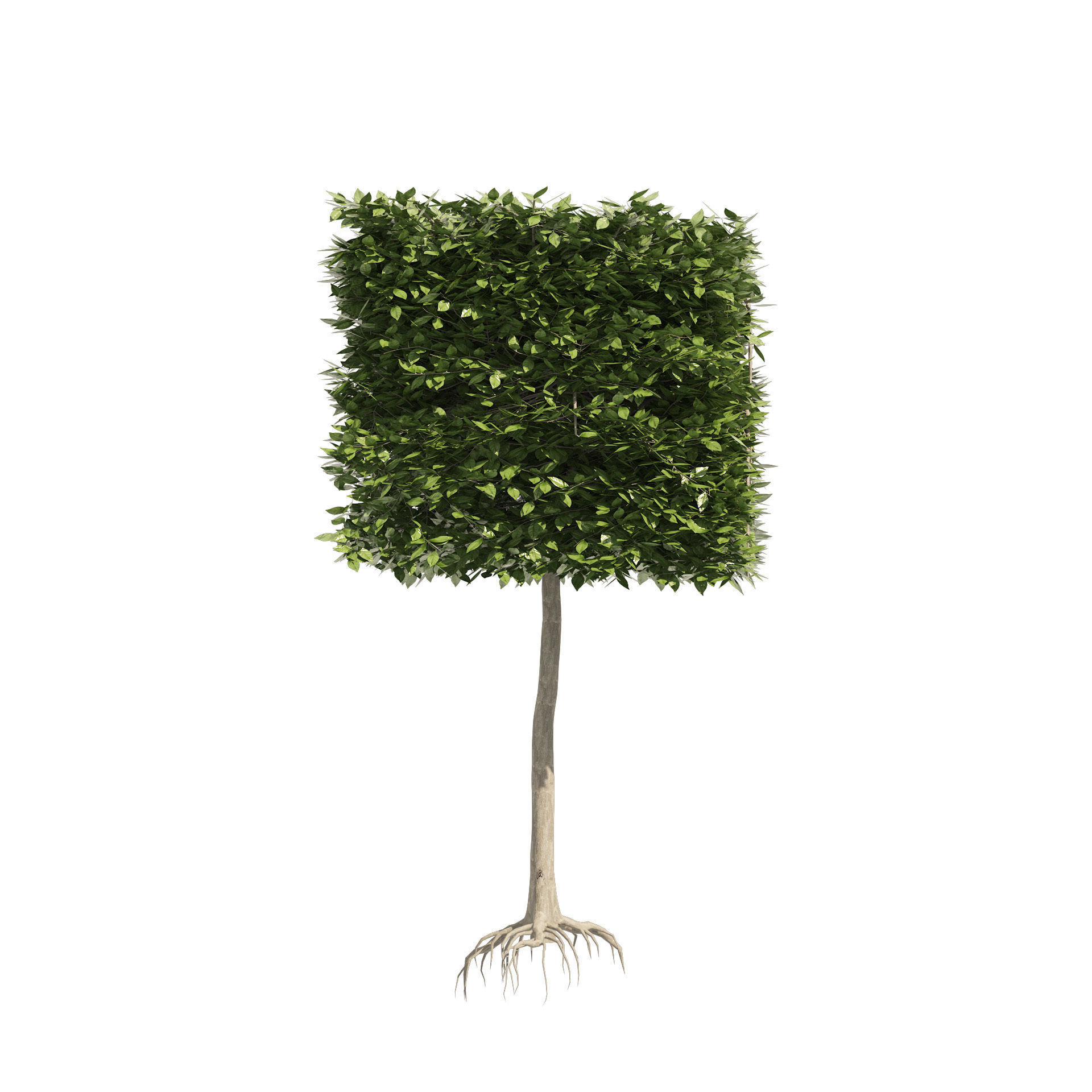 2 square and cylinder topiary tree 3D model_3