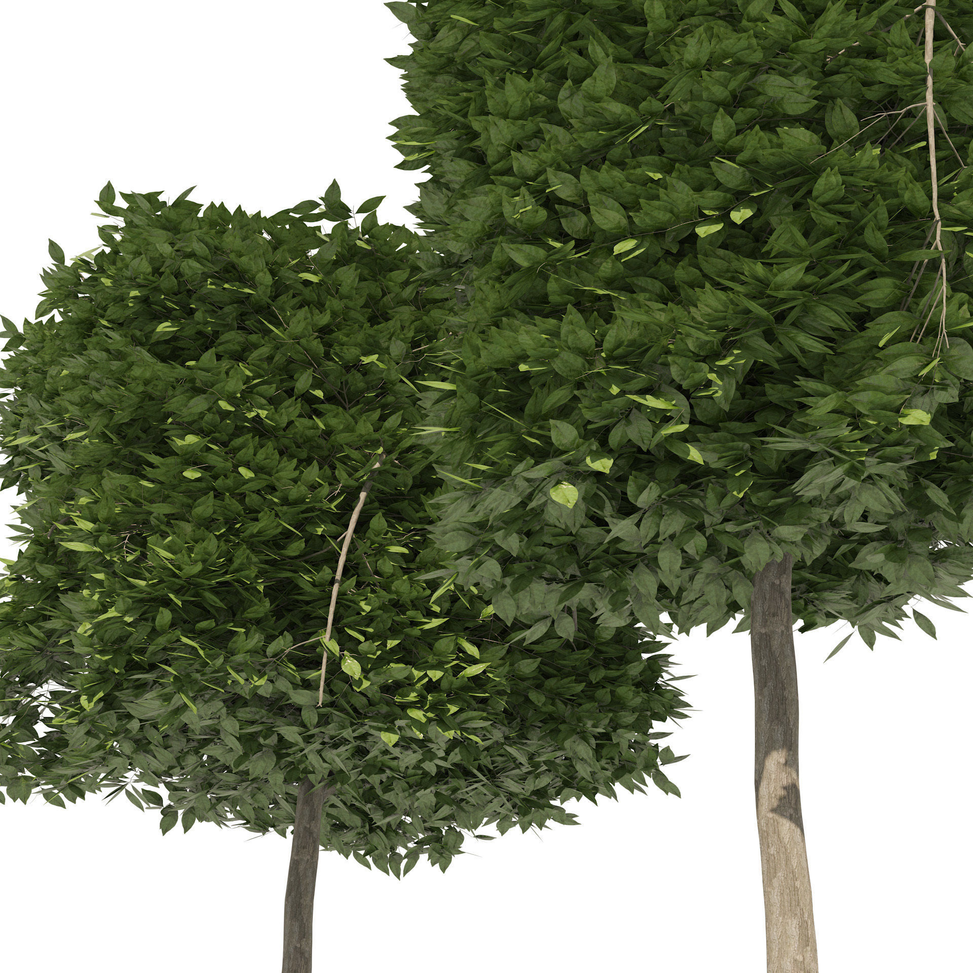 2 square and cylinder topiary tree 3D model_2