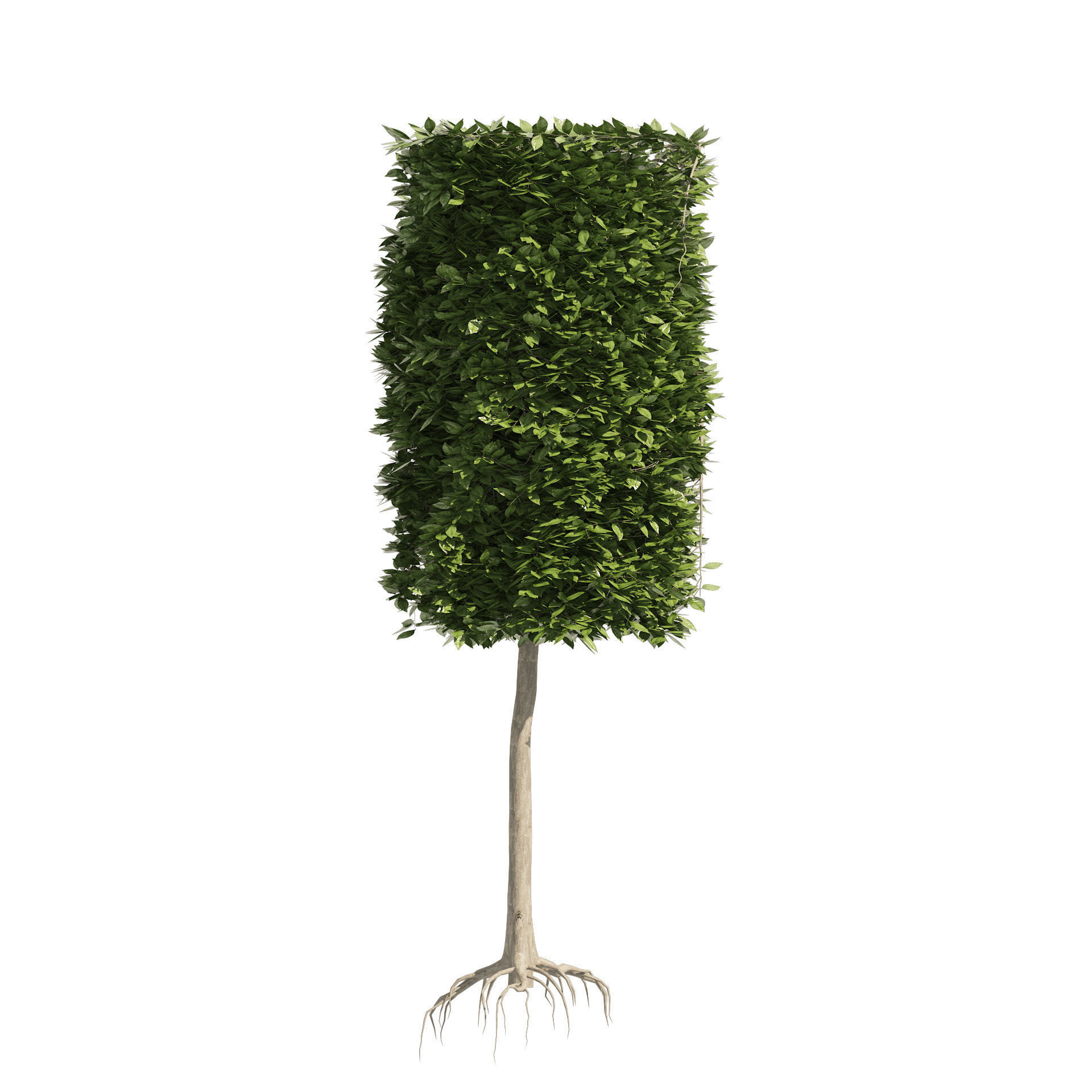 2 square and cylinder topiary tree 3D model_4