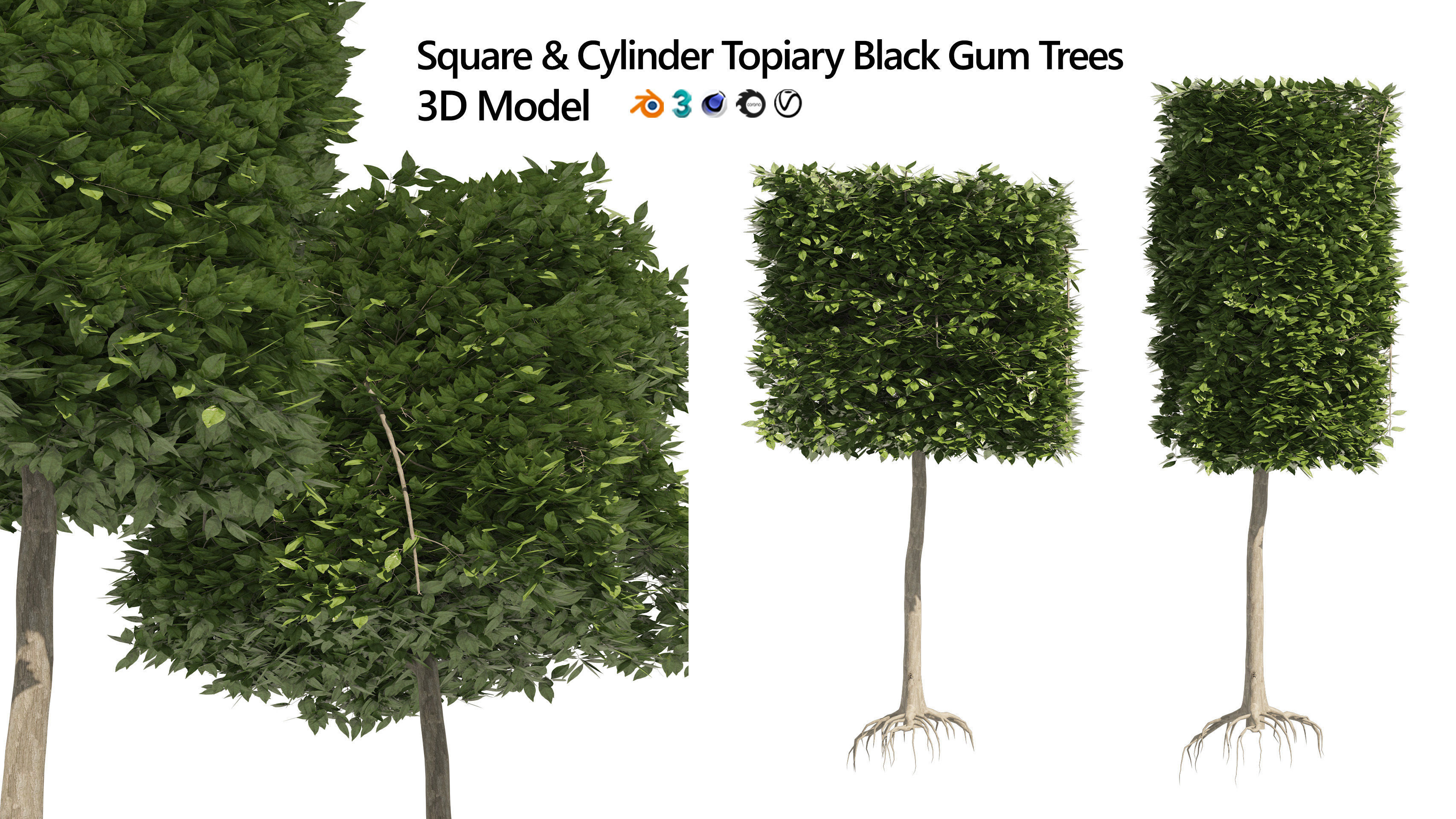2 square and cylinder topiary tree 3D model_1