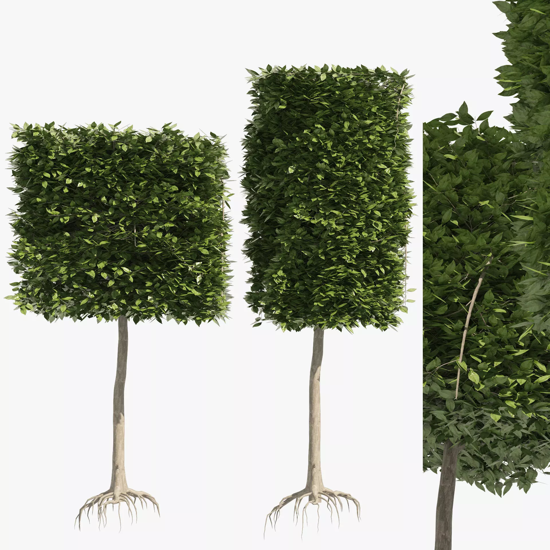 2 square and cylinder topiary tree 3D model_0