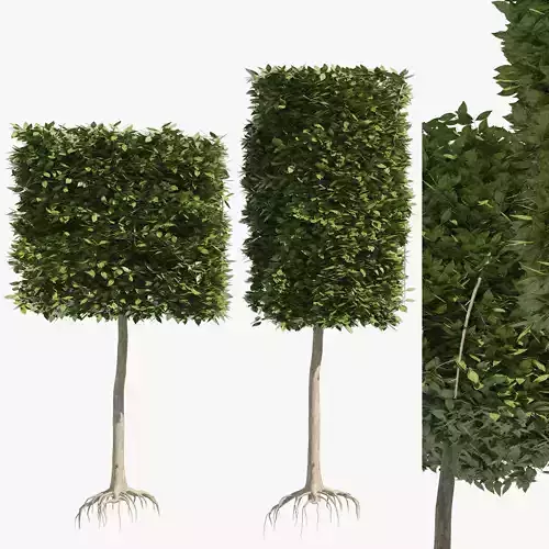2 square and cylinder topiary tree 3D model