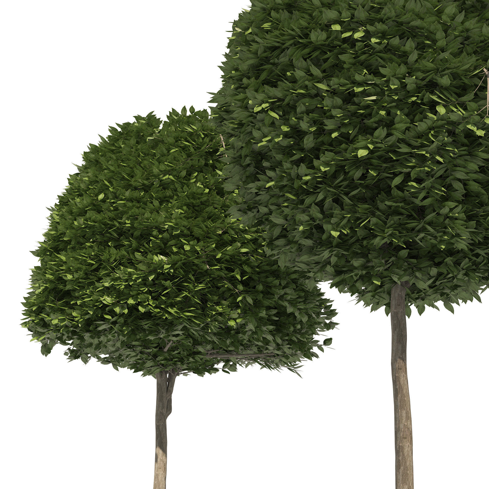 2 round and dome topiary tree 3D model_1