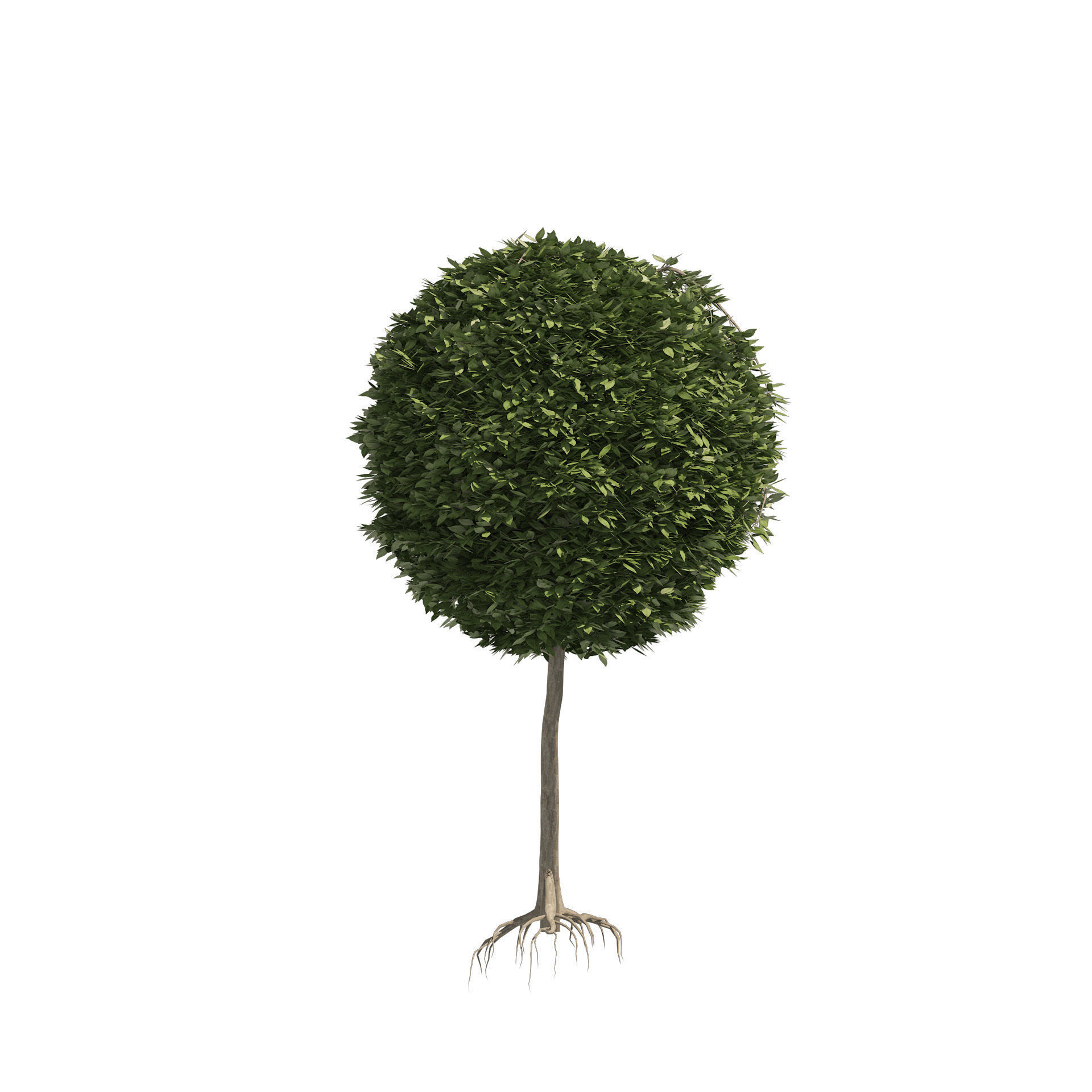 2 round and dome topiary tree 3D model_2